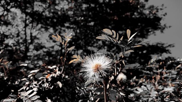 Cinematic Selective Color White Calliandra Flower Blooming in Garden