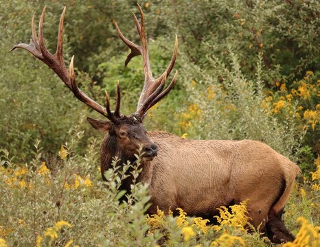Gorgeous Elk Bull in Autumn Goldenrod Rut 