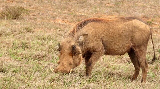 warthog, Phacochoerus africanus, eating grass 486 
