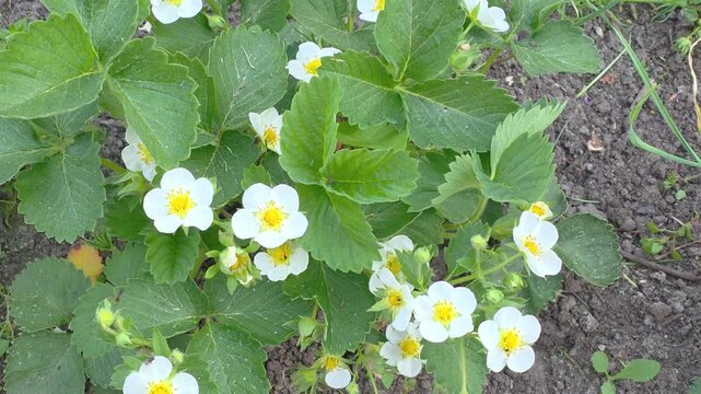 Growing strawberries in a garden with flowers and green leaves all around in springtime