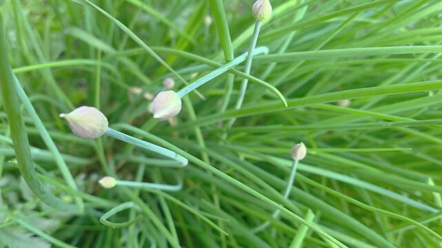 Growing garlic chives in a garden during springtime