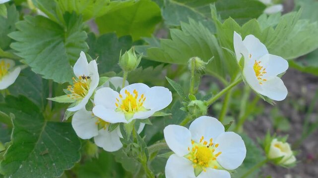 Watch white strawberry flowers bloom and grow in a garden during spring