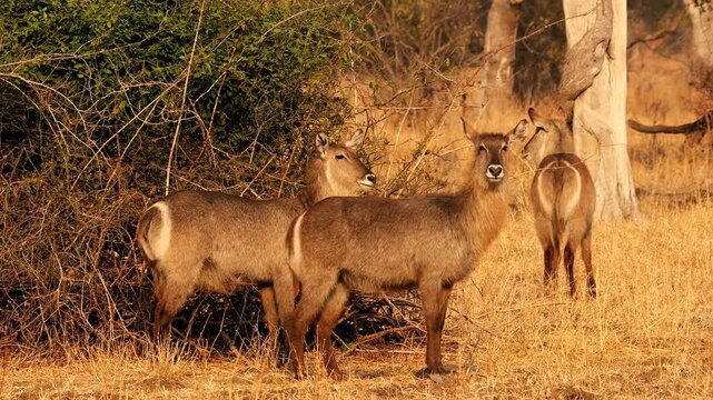 water bucks, Kobus ellipsiprymnus, looking around 081 
