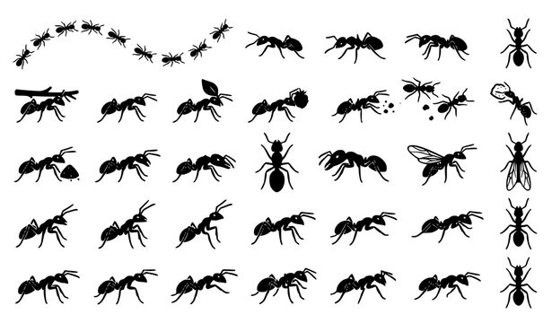 Black ant silhouette collection featuring worker ants, foraging behavior, leaf carrying, winged insects and detailed vector icon set