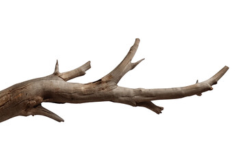 Fototapeta premium Weathered tree branch with dry bark on a transparent background, showing natural texture and decomposition
