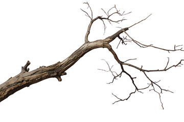 Fototapeta premium Dead tree branch with dry, gnarled wood and leafless twigs, creating a concept of decay, death, and natural aging