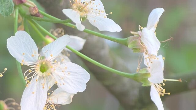 Spring flowers bloom on a tree branch in a natural setting during daylight in a garden