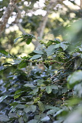 Fototapeta premium coffee field