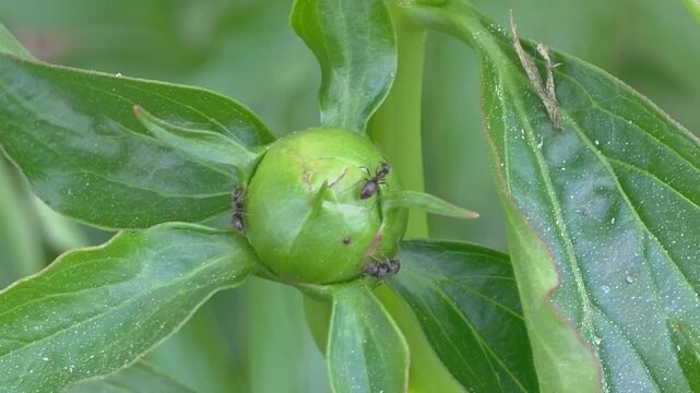 Ants gathering on a green flower bud in a garden during daytime in summer