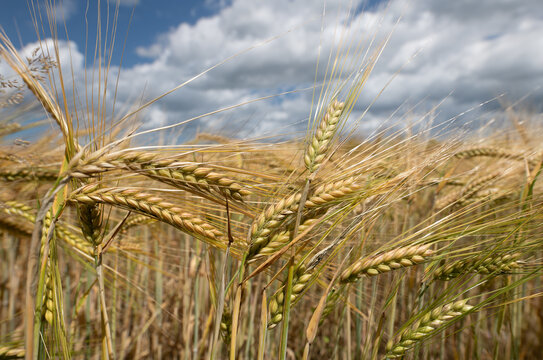 Close-up of grain ripening in the field. The grains are clearly visible. In the background is a blue sky with clouds.