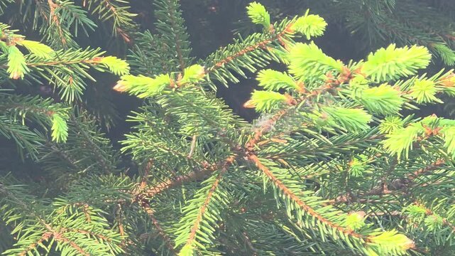 Exploring a green pine tree in a forest during daytime with bright sunlight shining through the leaves