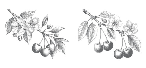 Cherry blossom branches with hanging fruits and leaves in antique botanical sketch.  © Artverza