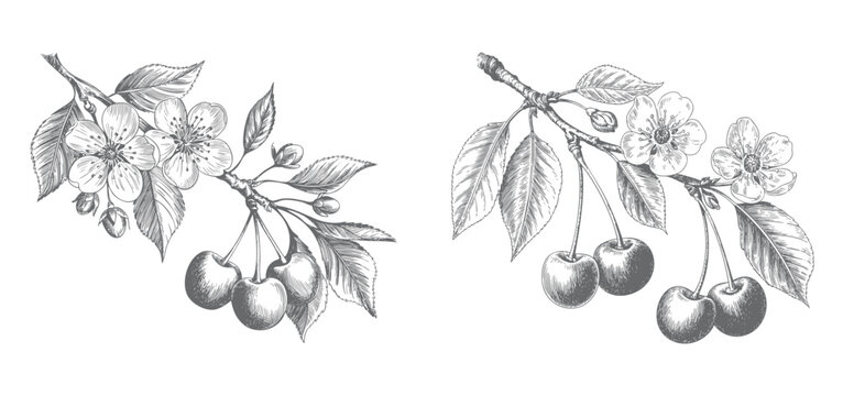 Cherry blossom branches with hanging fruits and leaves in antique botanical sketch.
