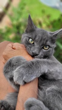 portrait of a cat