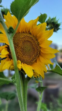 sunflower in the garden