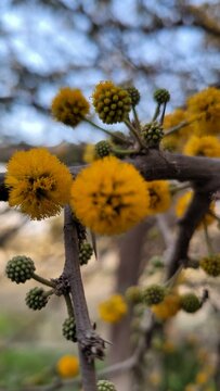 yellow aromo