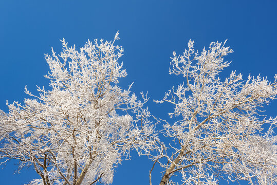 Beautiful winter forest close up with tree crowns covered in hoarfrost and rime. Winter nature background banner with clear blue sky representing cold weather, silence and copy space.