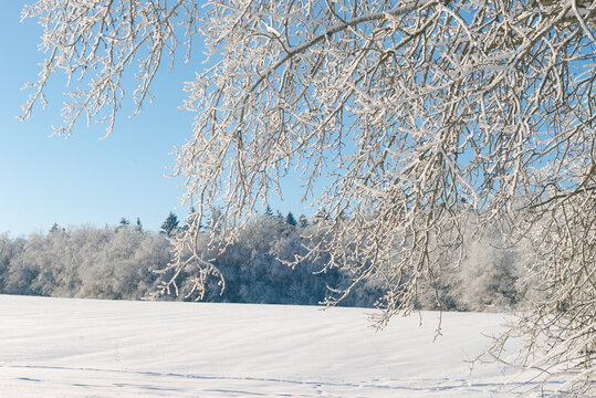 Beautiful winter landscape with a snowy field and frosted forest under a blue sky. Winter nature background banner with a natural frame of frosty branches representing tranquility and copy space.