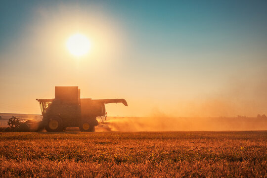 Combine harvester working in wheat field at golden sunset silhouette
