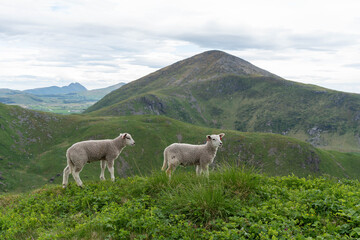 Obraz premium Two lambs standing on green mountain hill with scenic landscape background