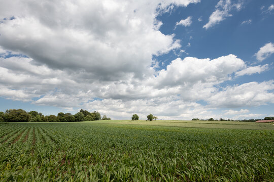 A scenic shot of a cornfield. The plants are still green and growing. In the background is a blue sky with large clouds.
