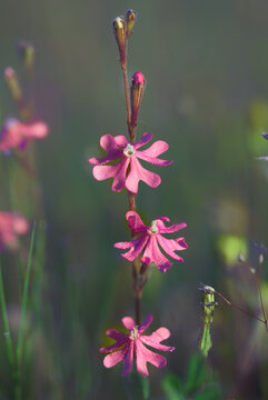 Silene scabriflora. Flores hermafroditas del clima mediterr&aacute;neo occidental