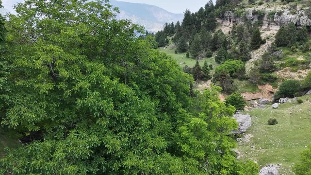 Cinematic drone reveal rising from behind green trees to a beautiful rocky mountain landscape.