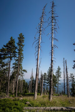 Panoramic border trail view between Zwercheck and Gro&szlig;er Osser overlooking the Bohemian Forest, Czech Republic