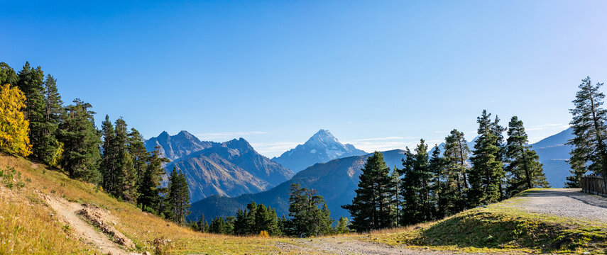 Horizontal caucasus mountain view framed by pine trees under clear blue sky in Arkhyz Karachay Cherkessia Russia.