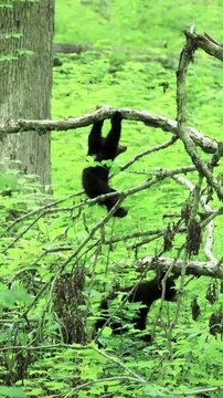 Adorable Black Bear Cub Feet Paws Playing Hanging From A Branch Acting Like a Monkey