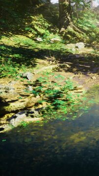 Sunlight shines through trees, creating patterns on the ground. Water reflects the surrounding greenery. Small plants grow along the ponds edge. The scene shows natural beauty in a forest setting.