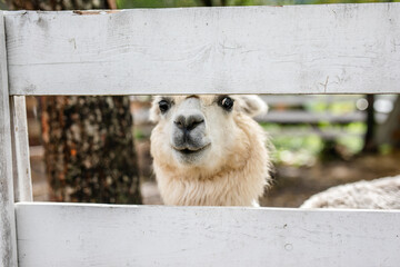 Obraz premium White alpaca face peeking between white wooden fence boards.