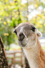 Curious lama portrait with soft green forest background. © Lena May