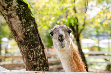 Fototapeta premium Curious lama portrait with soft green forest background.