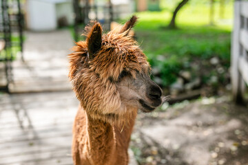 Obraz premium Brown alpaca portrait with shaggy fleece and soft blurred green background.
