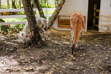 Fototapeta premium Lama grazing near puddles under tree in fenced animal park.