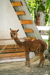 Obraz premium Brown alpaca portrait with shaggy fleece and soft blurred green background.