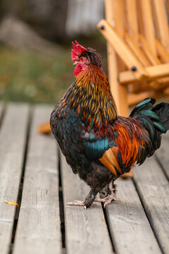 Bright multicolored rooster posing on wooden deck near yellow garden chair.