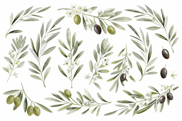 Watercolor Olive Branch Collection With Olives And White Flowers On White Background © Juel