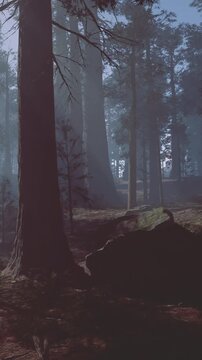 A group of tall trees stands in a dense forest. Rocks are scattered on the ground. Light filters through the trees creating a misty atmosphere in the woods.