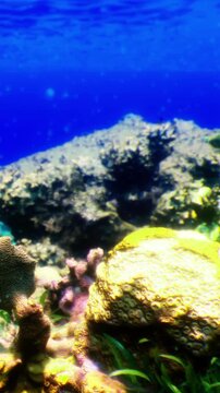 The scene shows a coral reef with colorful corals and aquatic plants under clear blue water. Sunlight shines down, creating a bright and vivid underwater view of marine life.