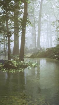 Trees stand around a clear stream in a forest setting. Fog drifts through the woodland. Water reflects the greenery and creates a calm scene in the morning light.