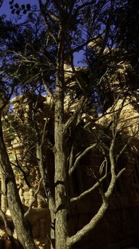 A tall stone structure stands next to a large tree. Sunlight shines on the building, creating shadows on the ground. Branches extend out, touching the clear blue sky.