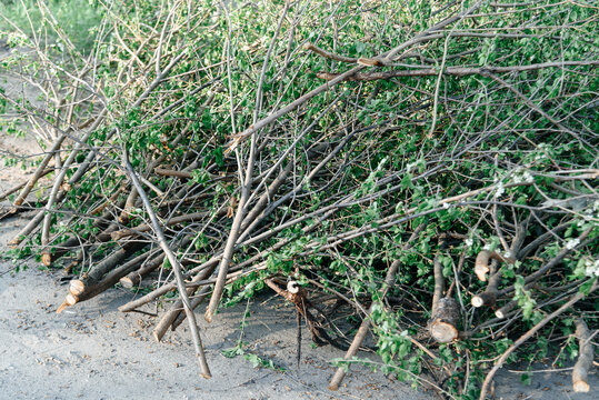 pile of felled branches lying on ground, deciduous trees, green leaves, tree care in city