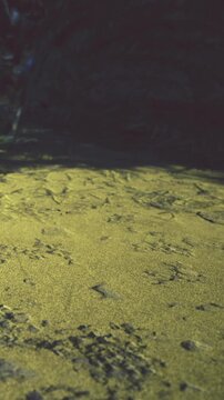 Plant growth covers sand surface at night. Shadows from nearby objects fall across the area. Subtle textures and details are visible. The setting is dark, highlighting the plants.