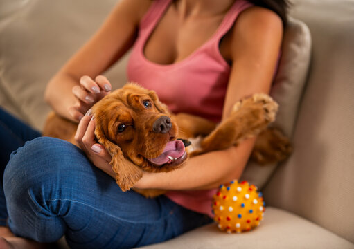 Playful Puppy Cuddling.