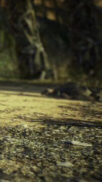 A wild animal lies on a sandy surface along a path in a forest. Sunlight filters through the trees, highlighting the surroundings and creating shadows on the ground.