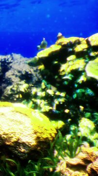 Underwater scene shows a coral reef with various types of corals and some fish swimming around. The water is clear and sunlight filters down, creating a vibrant atmosphere.
