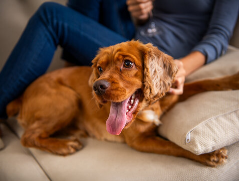 Happy Pet Dog.