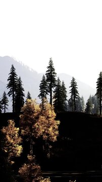 Tall trees are seen in a national park. The sunlight hits the leaves, showing shades of yellow and orange. Mountains rise in the background under a bright sky.